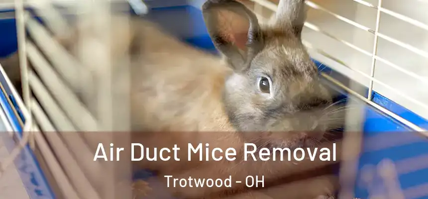  Air Duct Mice Removal Trotwood - OH